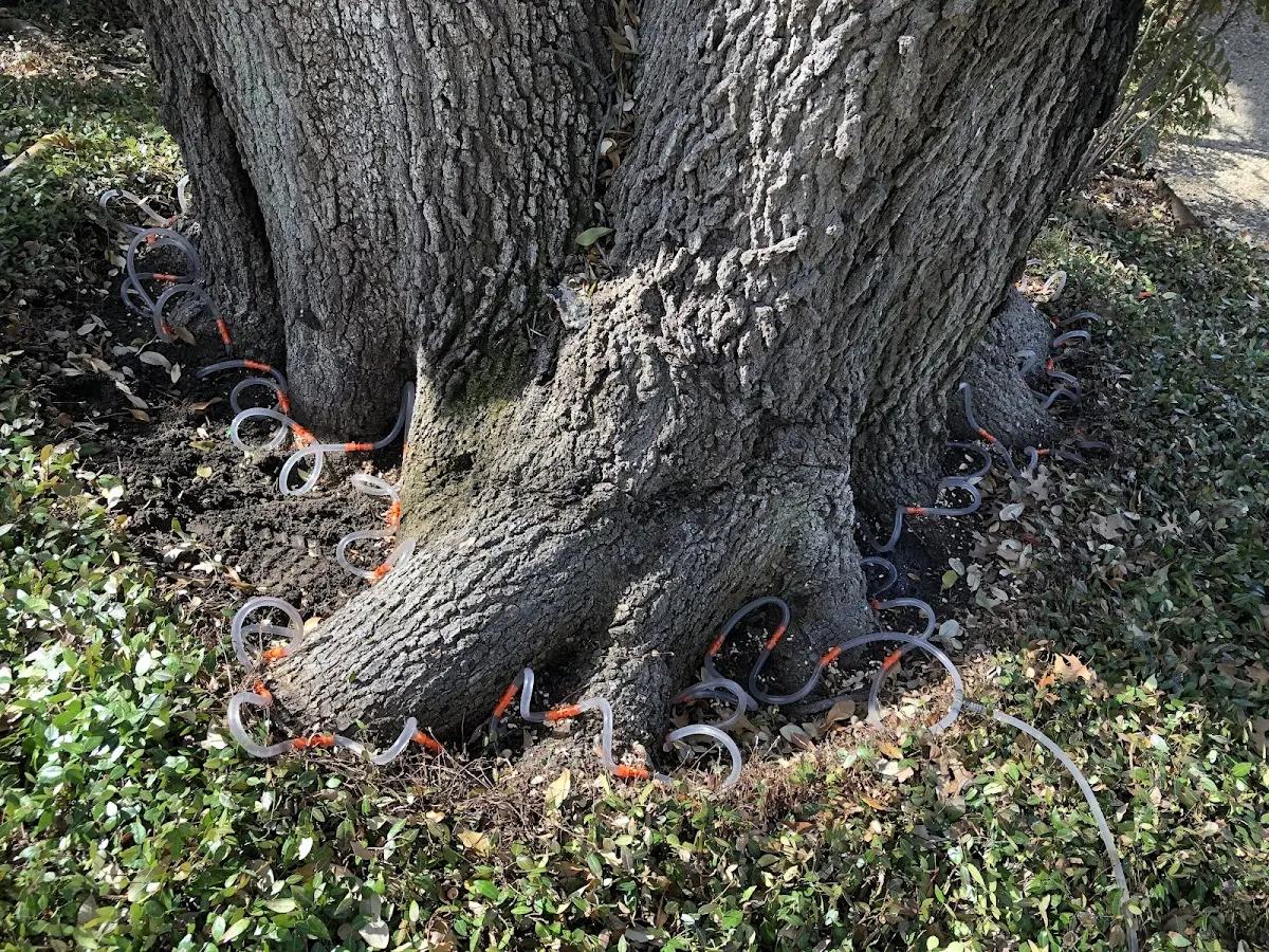 Detailed Tree Cabling and Bracing job site in Rosamond